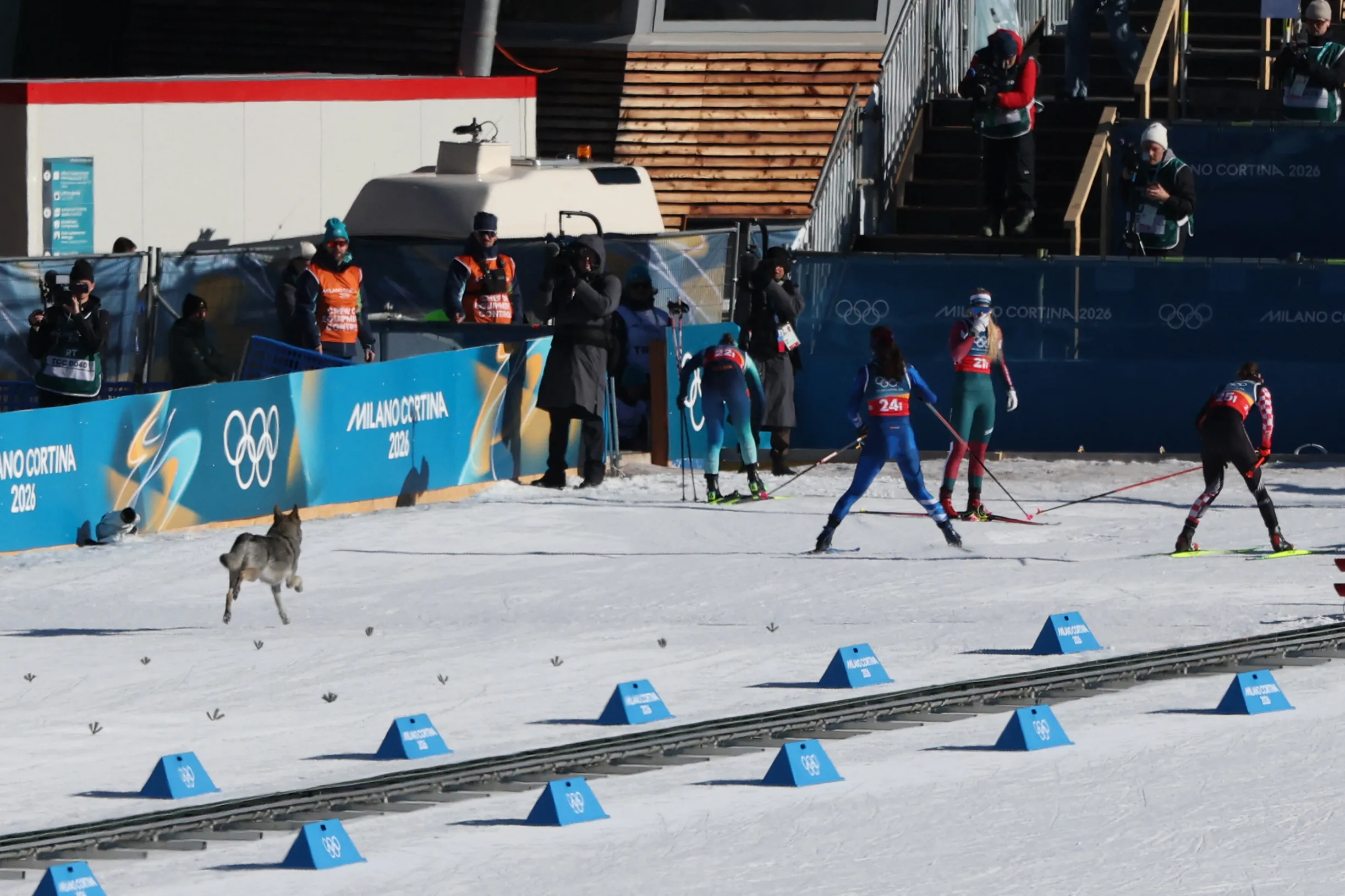 A dog wanders on the ski trail