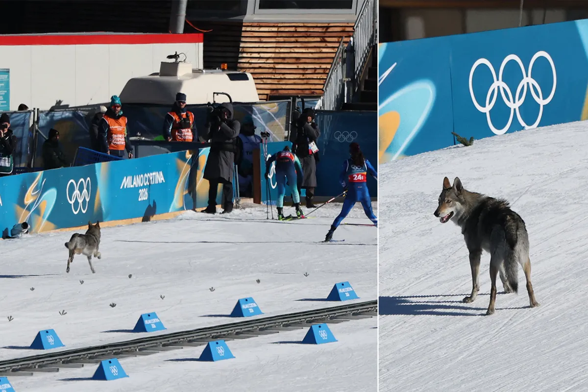 A dog wanders on the ski trail