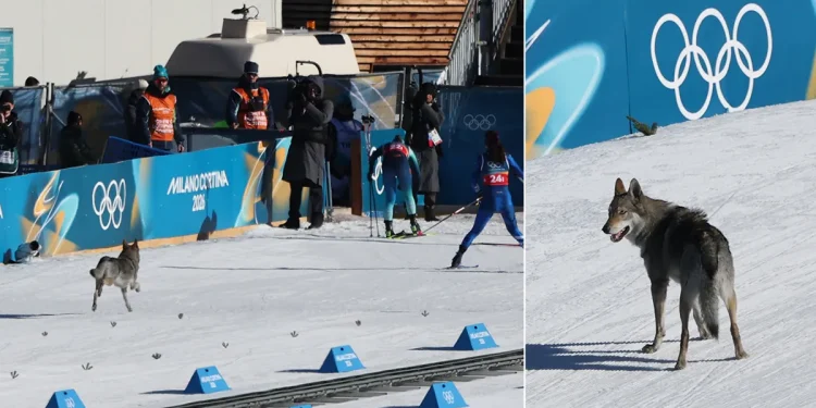 Dog crashes Olympic cross-country qualifier, earns biggest cheers of the day