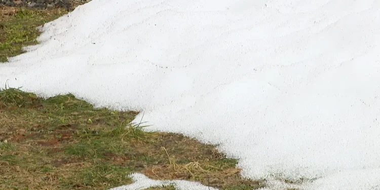 Snowfall protected tick population from this winter's extreme cold