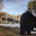 Bear spotted in West Hartford yard