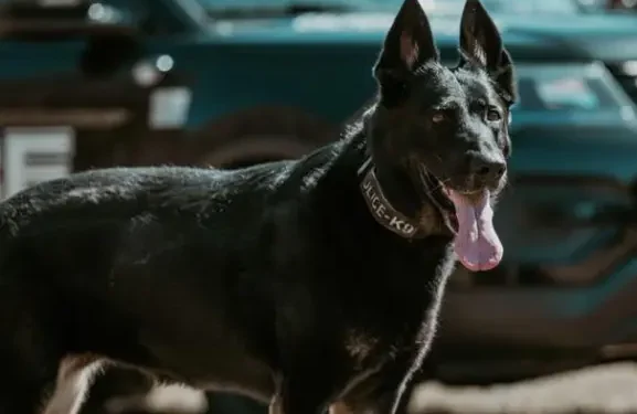 Glastonbury police K-9 Soleil dies after fight with degenerative myelopathy