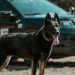 Glastonbury police K-9 Soleil dies after fight with degenerative myelopathy