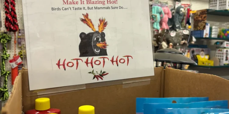 Connecticut officials caution bird feeder use with bear sightings rising during warmer weather