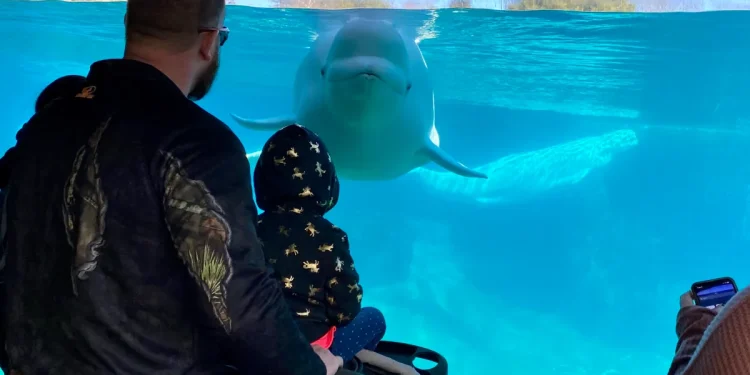 Healthcare workers receive free admission to Mystic Aquarium through March
