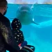 Healthcare workers receive free admission to Mystic Aquarium through March