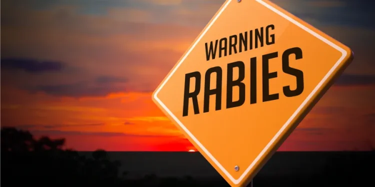 Raccoon tests positive for rabies in Granby: PD