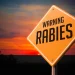 Raccoon tests positive for rabies in Granby: PD