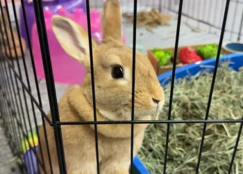 Connecticut bunny rescue marks 10 years, expands amid surrender crisis