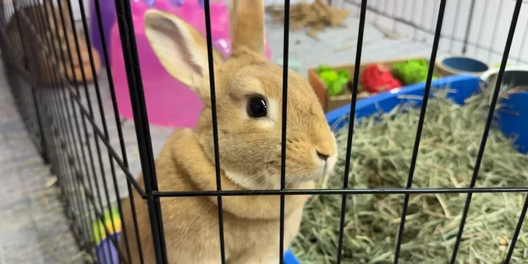 Connecticut bunny rescue marks 10 years, expands amid surrender crisis