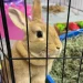 Connecticut bunny rescue marks 10 years, expands amid surrender crisis