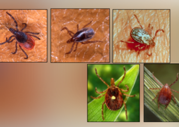 This is where the most deer ticks were found in Connecticut in 2025: CAES