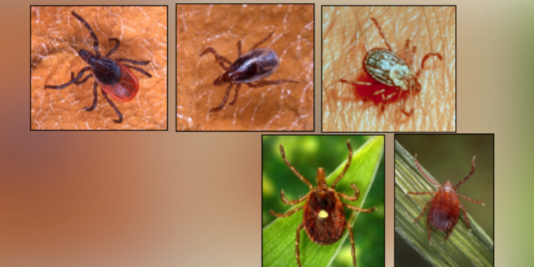 This is where the most deer ticks were found in Connecticut in 2025: CAES