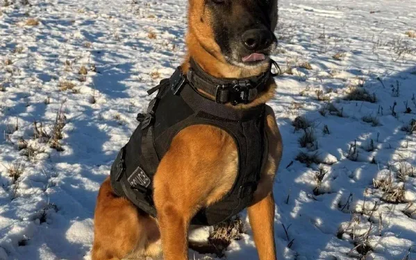 Town of Groton police announces retirement of K-9 Saber