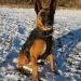 Town of Groton police announces retirement of K-9 Saber