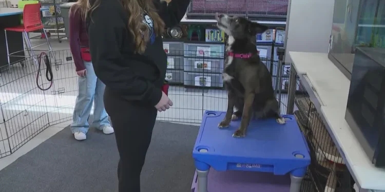 What's Right with Schools: Moodus high schoolers learn to read animals' emotions in behavior and training class