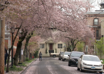 Where to see cherry blossom trees in Connecticut this April