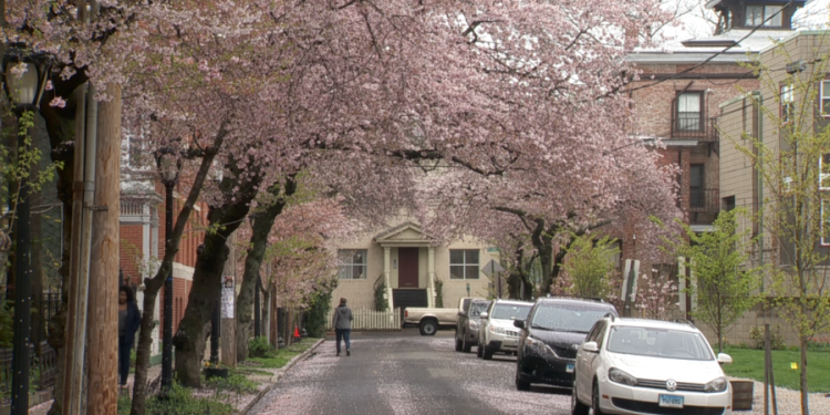 Where to see cherry blossom trees in Connecticut this April