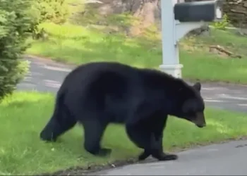 Why do we see so many bears in Connecticut?