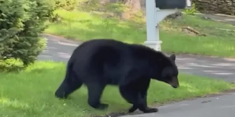 Why do we see so many bears in Connecticut?