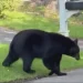 Why do we see so many bears in Connecticut?