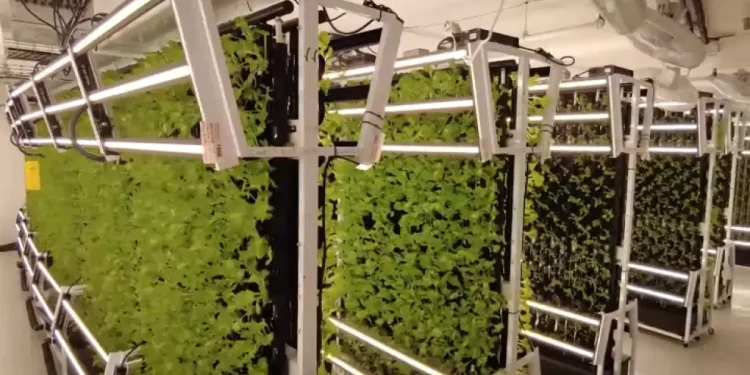 A hydroponic farm in New Britain is growing opportunity while going green
