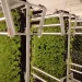 A hydroponic farm in New Britain is growing opportunity while going green