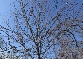 Spring allergy season underway after warm days in early March