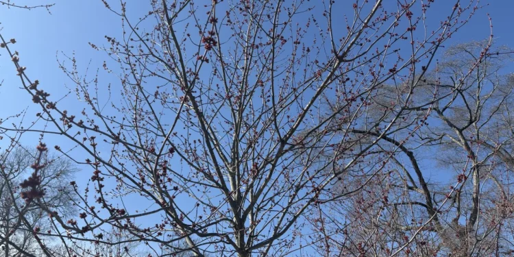 Spring allergy season underway after warm days in early March