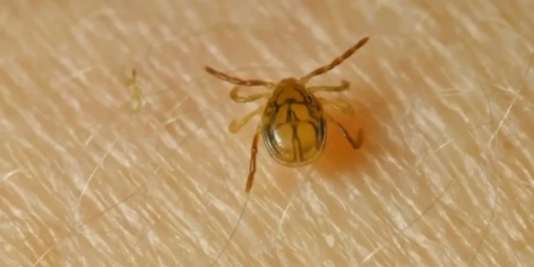 Animal control officer finds 22 ticks on her after dog rescue in Seymour