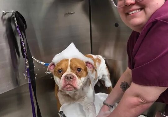 Abandoned dog found with more than 890 ticks in Wolcott