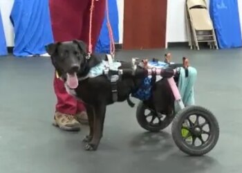 Connecticut officials highlight connection between animal and child abuse