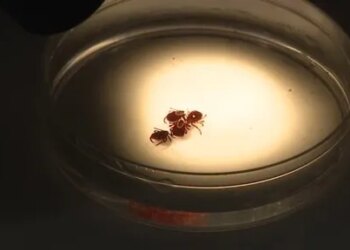 Connecticut ticks back with a vengeance this year
