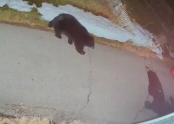 Connecticut wildlife experts share tips amid increased bear sightings