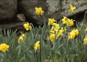 Cruisin’ Connecticut: Find your happy place this spring among the daffodil fields at Halfinger Farms 