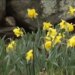 Cruisin’ Connecticut: Find your happy place this spring among the daffodil fields at Halfinger Farms