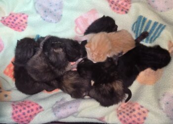 Desmond's Army offering $5,000 reward for information in kitten abandonment case