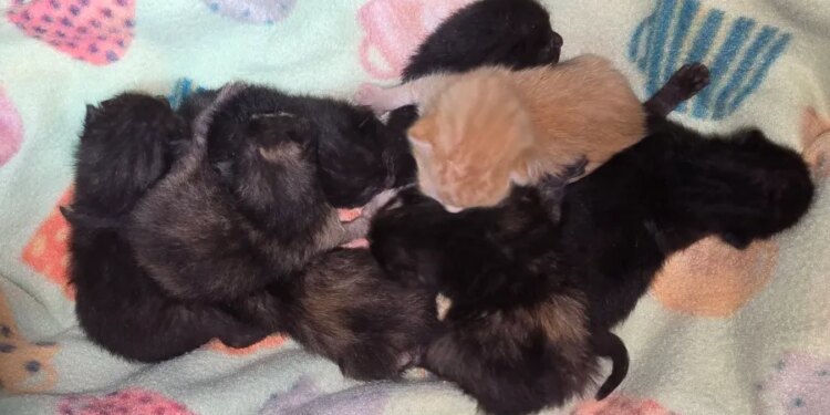 Desmond's Army offering $5,000 reward for information in kitten abandonment case