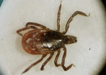 Emergency visits for tick bites are spiking in the Northeast