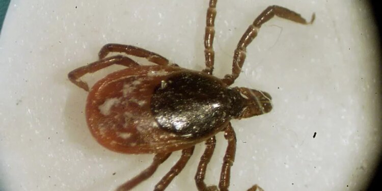 Emergency visits for tick bites are spiking in the Northeast