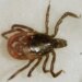 Emergency visits for tick bites are spiking in the Northeast