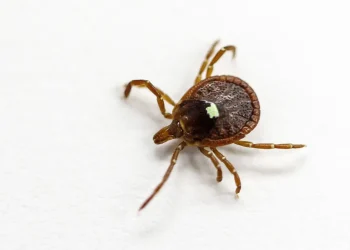 Experts warn of active tick season in Connecticut as outdoor activity ramps up