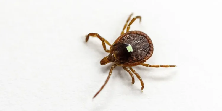 Experts warn of active tick season in Connecticut as outdoor activity ramps up