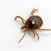 Experts warn of active tick season in Connecticut as outdoor activity ramps up