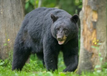 Bears are awake and here to stay, but conflicts with humans need to drop: Report