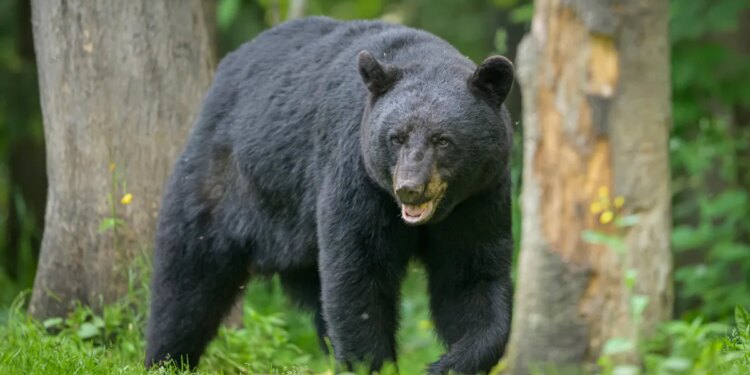 Bears are awake and here to stay, but conflicts with humans need to drop: Report