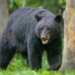 Bears are awake and here to stay, but conflicts with humans need to drop: Report