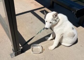 Husky found abandoned at bus stop in Middletown
