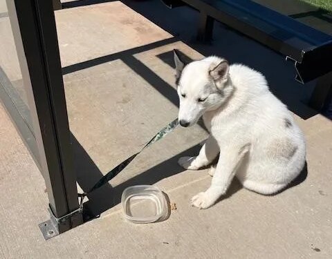 Husky found abandoned at bus stop in Middletown