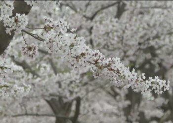 New Haven preparing for Cherry Blossom Festival